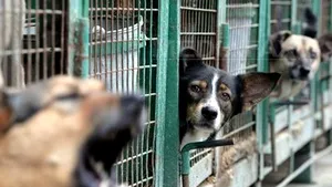 Romanian Woman Attacked By Stray Dogs In Bucharest Dies