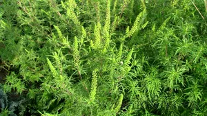 Iohannis a promulgat Legea privind combaterea ambroziei. Până la cât ajung amenzile