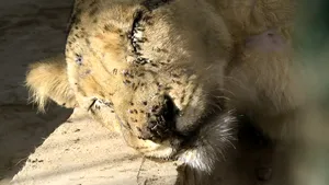 FOTO | Cinci lei mor de foame în cuşti la o grădină zoologică: nu sunt bani pentru a le fi cumpărată hrană | Imagini greu de privit