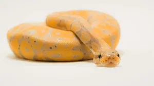 Colecționar de șerpi din Olt, vizat de percheziții: Hrănea reptilele cu animale vii