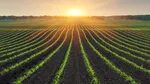 Vylor și Rainbow Crops colaborează pentru accelerarea dezvoltării unor noi caractere de porumb obținute prin editare genetică