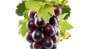 De ce să mănânci STRUGURI: Ce beneficii au 