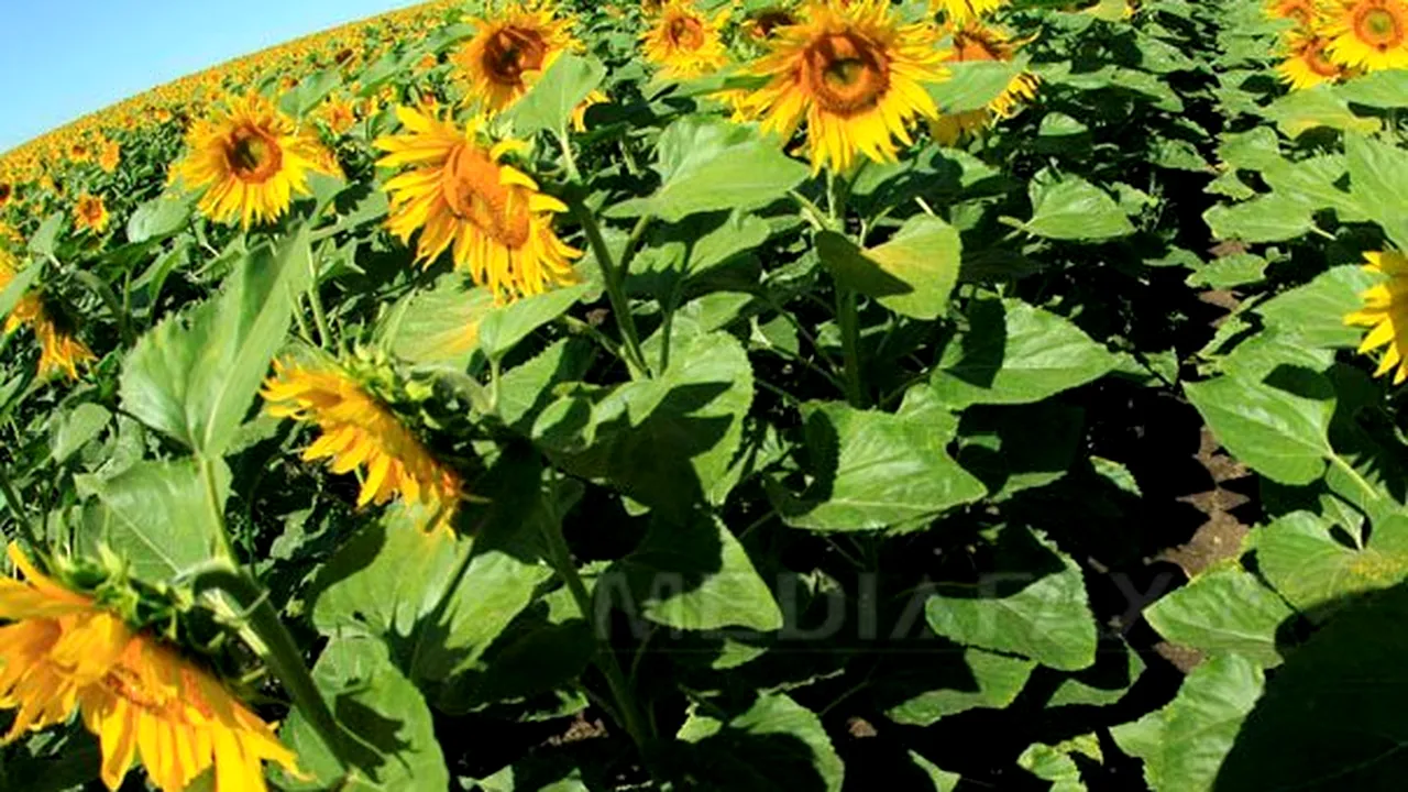 România ocupă în Uniunea Europeană PRIMUL LOC la suprafaţa cultivată şi la producţia de floarea soarelui 