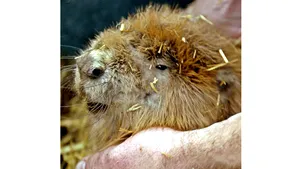 Simbolul Canadei, castorul, ar putea fi schimbat cu un alt animal