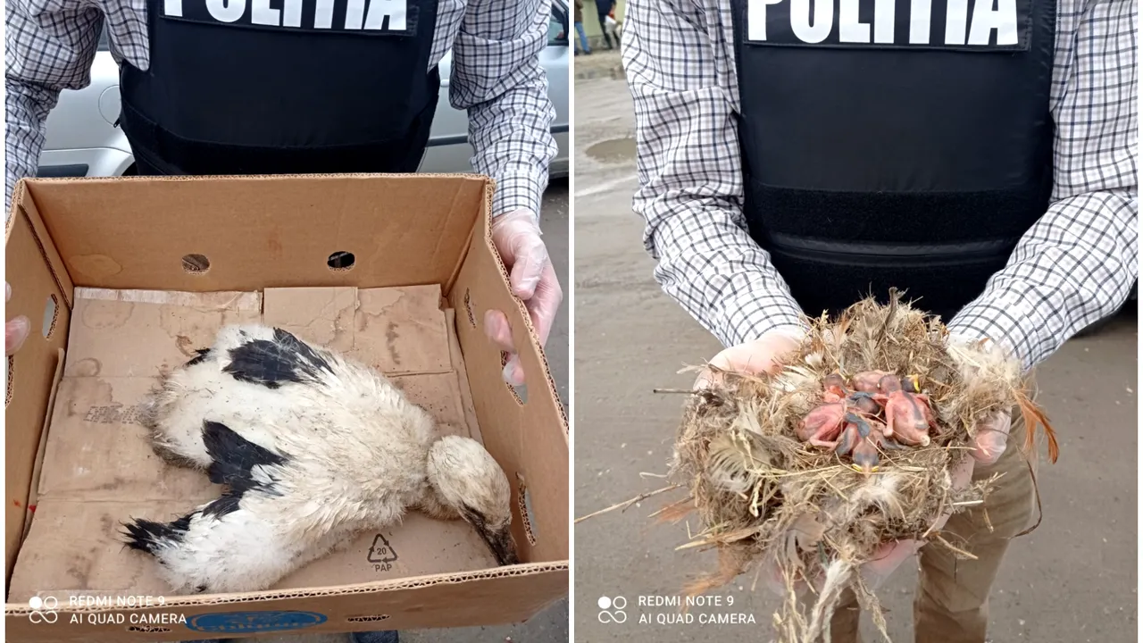 FOTO Operaţiune de salvare în Covasna. Un pui de barză rănit şi 6 pui de vrabie, în stare de hipotermie, au ajuns la veterinar