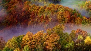 Antonescu: Nu are nimeni motiv să-l persecute pe Dragnea. Avem şi noi Codul Silvic cu termenul depăşit