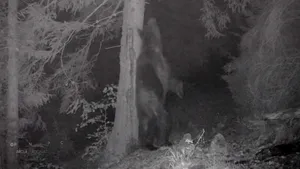 Baloo, într-o pădure din Piatra Craiului. Un urs a fost filmat în timp ce se scărpina de un copac