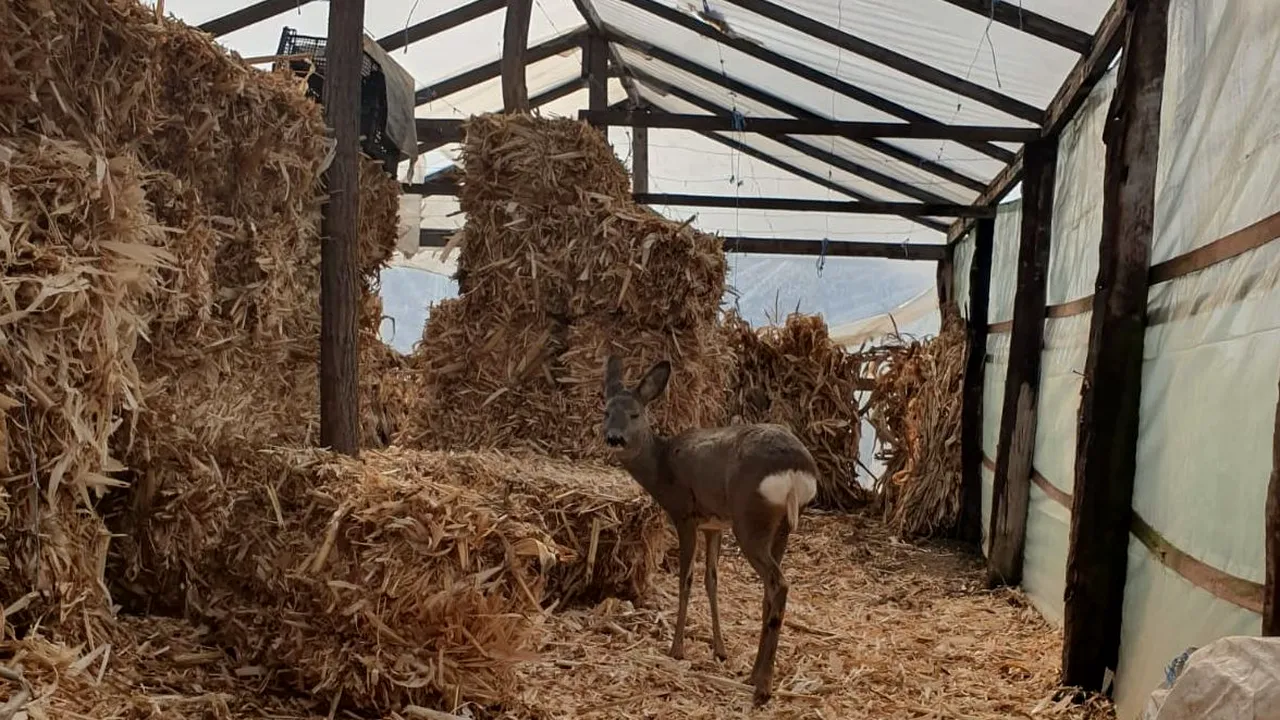 Viitorul căprioarei Fetiţa, salvată de o femeie din Galaţi, a fost decis. Animalul nu mai poate fi eliberat în sălbăticie
