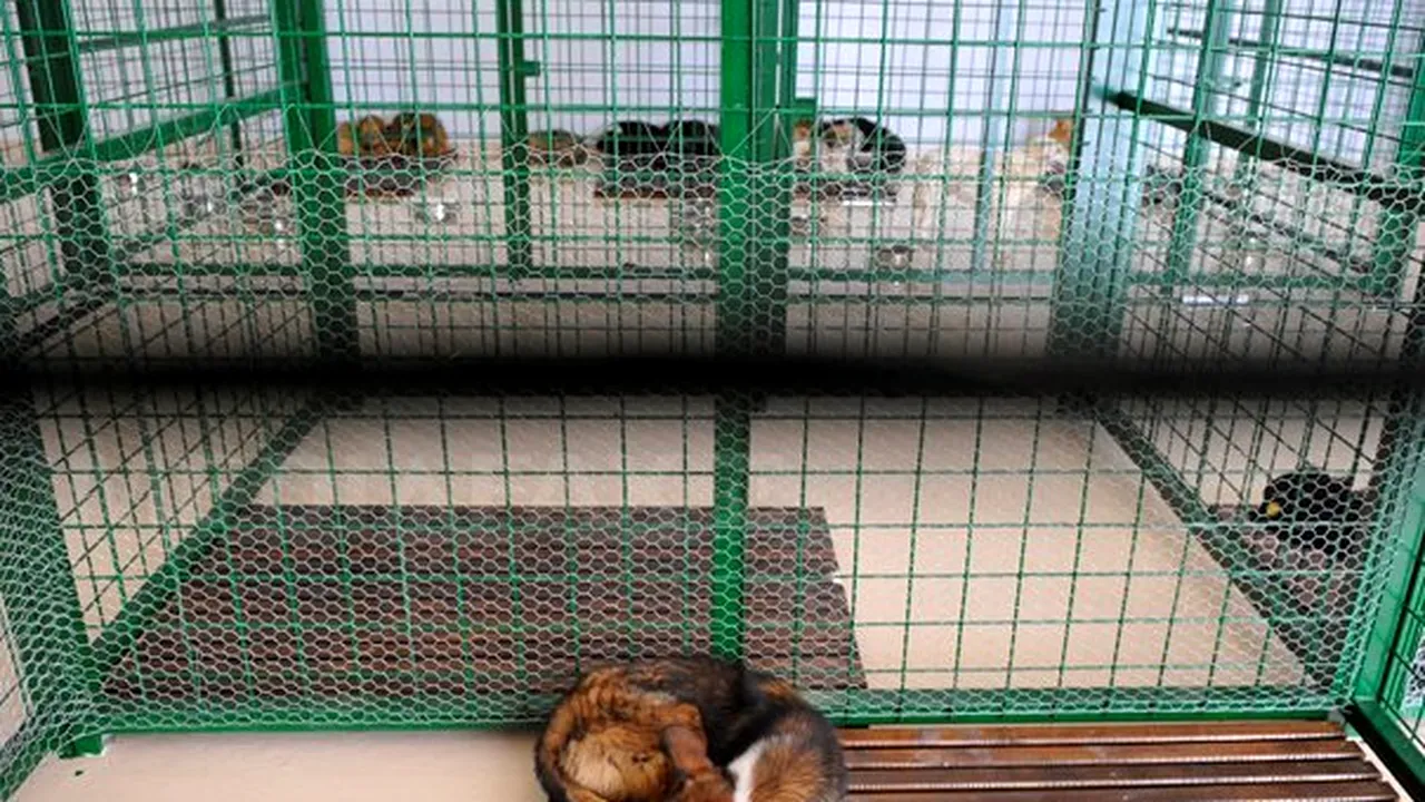 Bucureştenii pot adopta duminică, în parcul Izvor, câini comunitari din adăpostul Dogtown