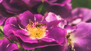 (P) Iată ce flori poţi creşte uşor pentru a avea o grădină frumoasă