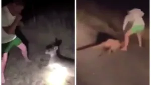 Imagini revoltătoare. Cangur rănit, bătut cu bestialitate de un bărbat, în timp ce prietenul lui râdea în fundal. VIDEO
