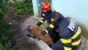 Şansă la viaţă pentru un câine ghinionist. Cei care l-au descoperit accidental au sunat imediat la 112