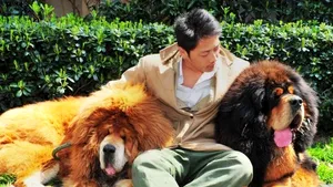 Mastiffii Tibetani din China, vânduţi în trecut cu sume de 1,6 milioane de dolari, abandonaţi în prezent