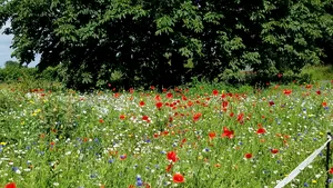 Un sat mic din Anglia foloseşte florile pentru a reduce excesul de viteză al şoferilor