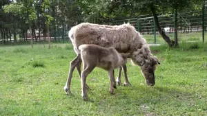 Vrei pile la Moş Crăciun? Fă cunoştinţă cu cel mai tânăr ajutor al Moşului, un pui de ren de lângă Braşov