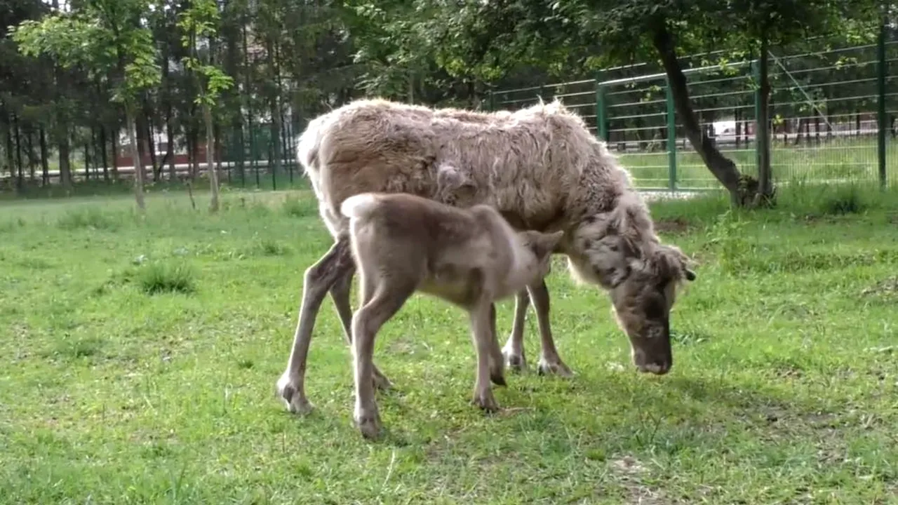 Vrei pile la Moş Crăciun? Fă cunoştinţă cu cel mai tânăr ajutor al Moşului, un pui de ren de lângă Braşov