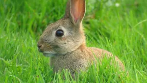 Suedezii produc energie termică din iepuri