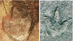 Urme de dinozauri similare dezvăluie o legătură antică între Africa şi America de Sud