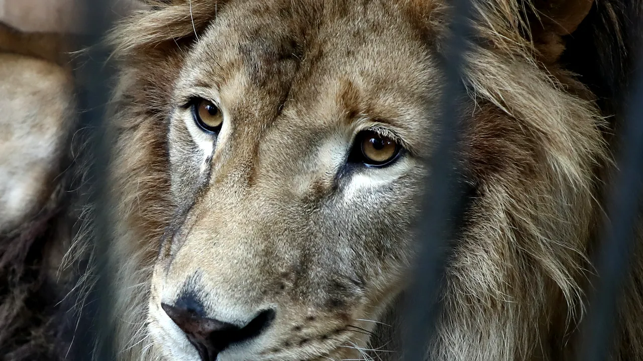 Africa de Sud va interzice creşterea leilor în captivitate. Criticii: „O victorie pentru animalele sălbatice”