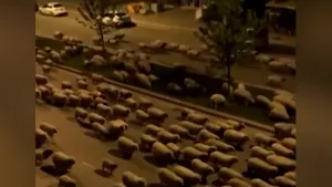 Video. Sute de oi au ocupat străzile unui oraş mare din Turcia