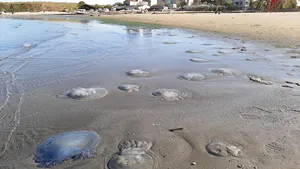 Plaja din Mamaia, invadată de meduze uriaşe. Cauzele fenomenului care are loc tot mai des - FOTO