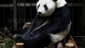 O ursoaică panda a mimat o sarcină pentru a primi mai multă hrană