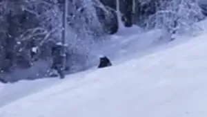 VIDEO | Un urs a fost filmat pe o pârtie din Predeal, la doar câţiva metri de turişti. Anunţul Jandarmeriei