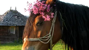 Poliţiştii gorjeni au recoltat sânge de la un cal pentru a-i stabili alcoolemia