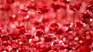 Secretul genei care permite macilor să producă morfină, descifrat de cercetători 