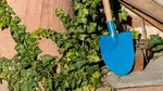 Cum să îți extinzi gratuit colecția de plante. Sfatul experților pentru grădinari în luna iunie