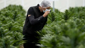 Germania intenţionează să legalizeze consumul de canabis. Proiectul de reformă a fost publicat