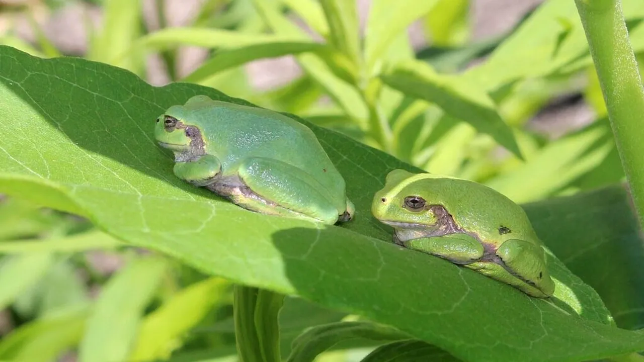 Medicament puternic anticancerigen descoperit în interiorul unei broaște de copac din Japonia