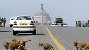 Guvernul indian recrutează tineri care să imite maimuţele pentru a păzi de macaci clădirile oficiale