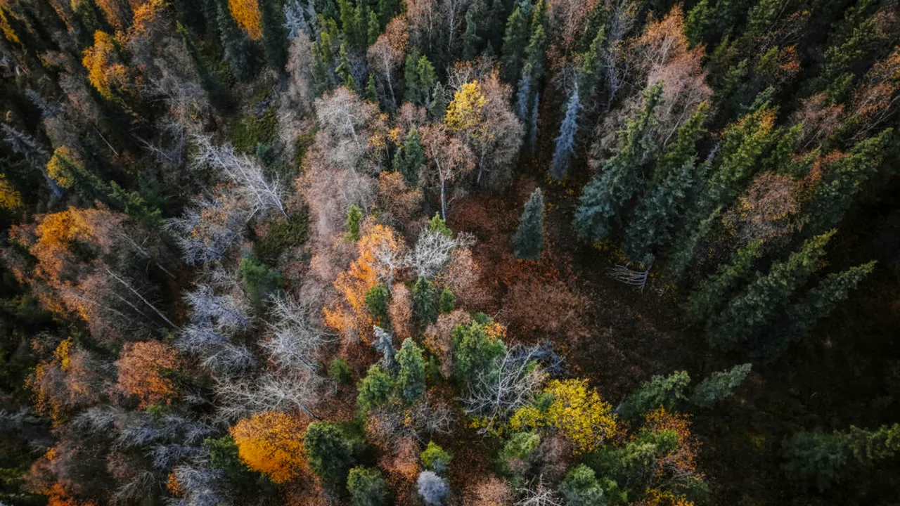 WSJ: Cel mai mare proprietar de terenuri din America folosește inteligența artificială pentru a digitaliza pădurea