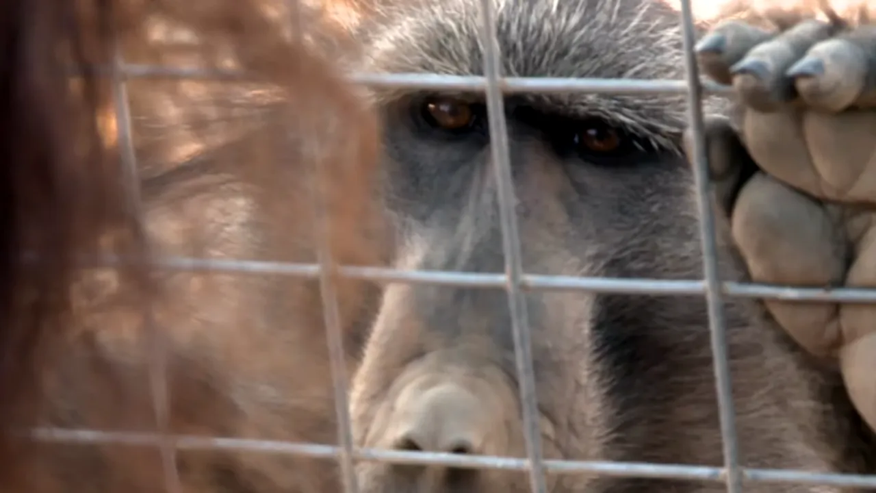 Oamenii încep să descifreze limbajul animalelor. Cât de aproape suntem de o conversație reală cu alte specii?
