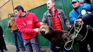 Sibiu: Pui de urs, găsit în pivniţa unei case. Animalul va fi dus în rezervaţia de la Zărneşti