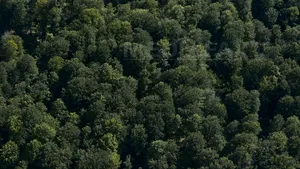 Pană (PSD): Codul silvic este foarte bun. Varga (PNL): PSD are interesul să fragmenteze pădurea