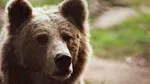 Urs într-o localitate din Hunedoara. A fost emis un mesaj RO-Alert