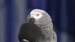 Alex, cel mai celebru şi inteligent papagal din lume a murit