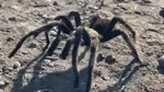 Invazie în SUA: Tarantule cât o farfurie umblă libere, în sezonul de împerechere