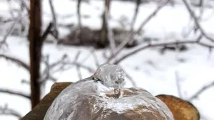 Spectacol minunat al naturii: „Mere fantomă”, găsite într-o livadă din Statele Unite, după un fenomen meteo rar | FOTO