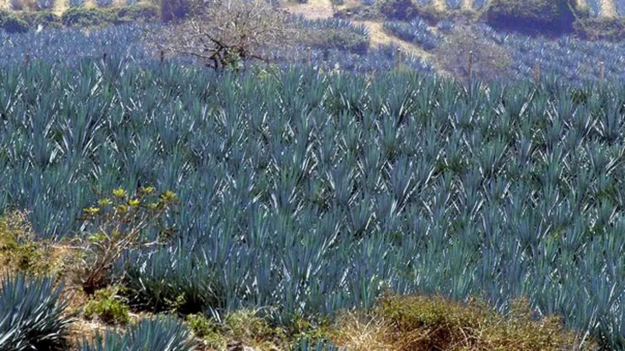 Record Guinness: Cea mai scumpă sticlă de mezcal, fabricat din agave, a fost vândută cu 74.000 de dolari