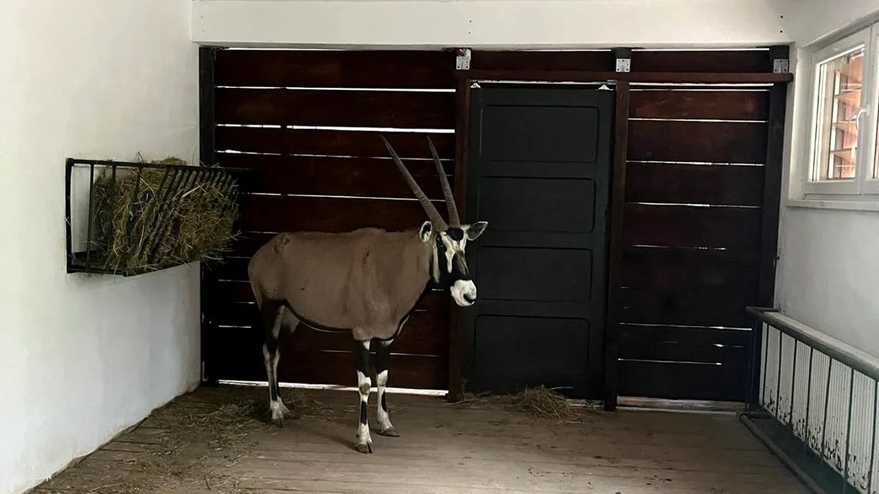 O gazelă Oryx, un urs brun şi doi lupi albi, noii locatari de la Zoo Sibiu