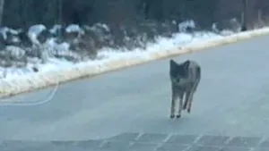Gestul extrem făcut de un bărbat, după ce copilul său a fost muşcat de un coiot. Locuitorii din zonă erau terorizaţi de animal