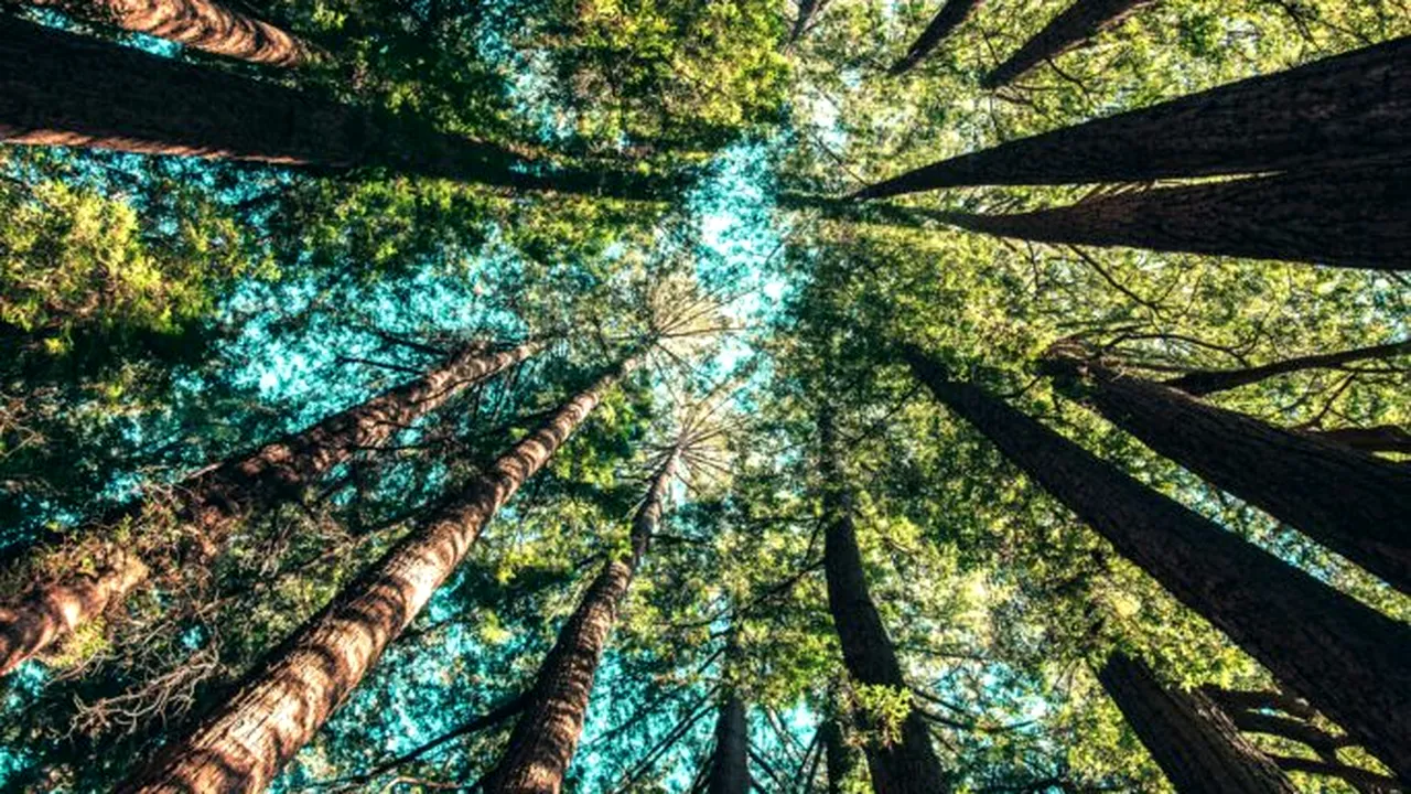 Studiu: Conexiunea oamenilor cu natura a scăzut cu 60% în 200 de ani. Care este explicația