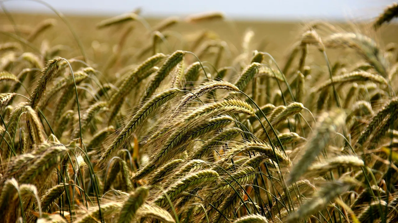 NYT: Subvenţiile agricole sunt un obstacol pentru obiectivele UE împotriva schimbărilor climatice