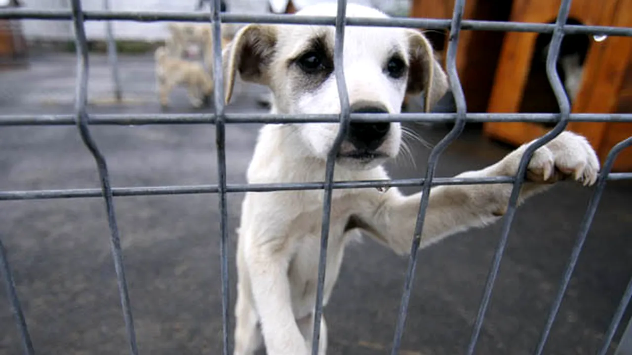 Romanian Capital Authorities To Amend Law On Stray Dogs