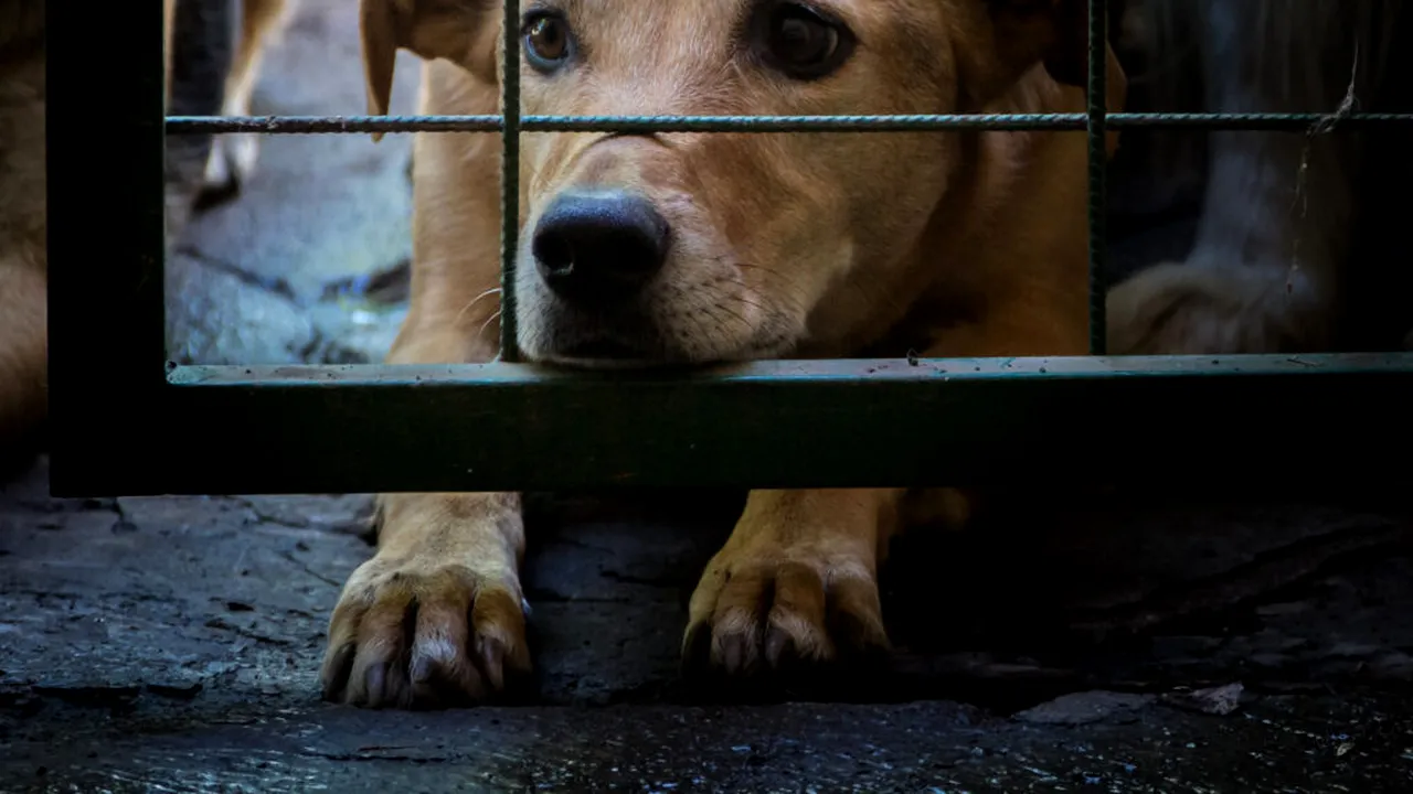 Italia, departe de toleranța zero față de cruzimea asupra animalelor. Cifrele anului