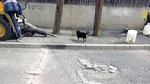 Infrastructură S5. S-au efectuat lucrări pe strada Lăstunului (P)