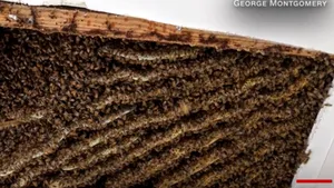 Un bărbat a descoperit 100.000 de albine în tavanul casei lui